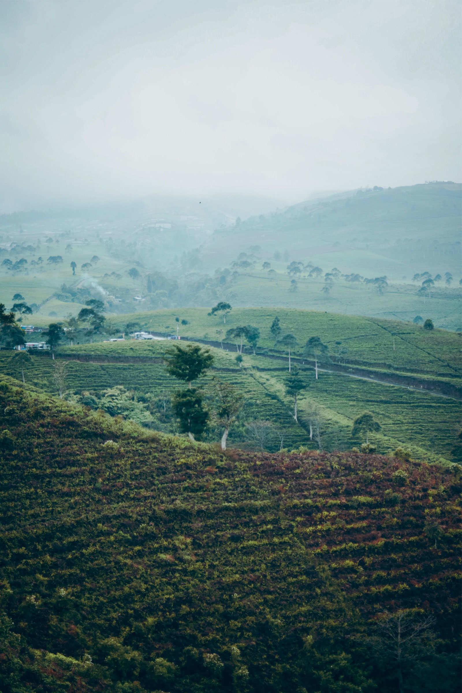 Tea Tree Fields Picture - BCALM